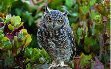 Wallpaper Owl Images by Owl Wallpapers Hd Desktop Pixelstalk Net Wallpaper Owl Images