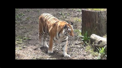 Tiger Walk Cycle Tutorial 的图像结果