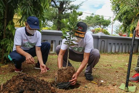 manfaat menanam bambu kuning depan rumah