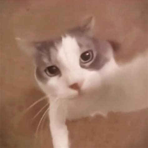 Image result for Cat HTML Code