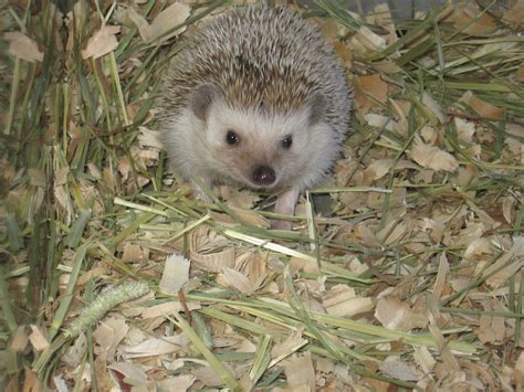The Adventures of Hedgie the Hedgehog: Habitat in the Wild (Where Hedgehogs Live)