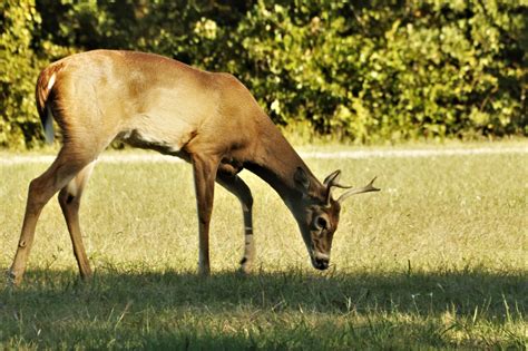 Young Buck Deer Eating Grass Free Stock Photo - Public Domain Pictures
