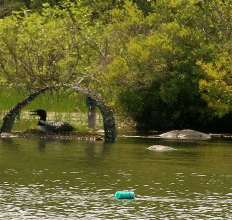 THE LOON CENTER (2026) All You Need to Know BEFORE You Go (with Photos ...