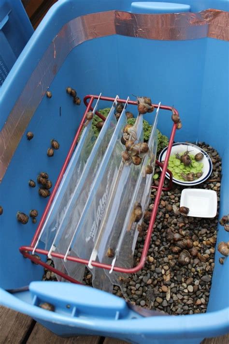 Pet Snail Tank 的图像结果