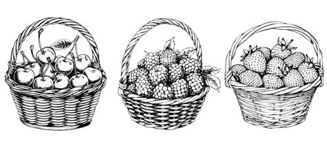 Vintage vector sketch set of berry basket with cherries raspberries and ...