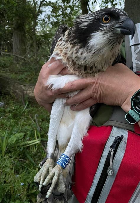 It takes a team to rescue an osprey! | Scottish Wildlife Trust