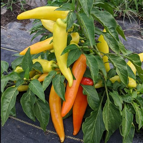 33 Flavorful Pepper Varieties Every Gardener Should Grow