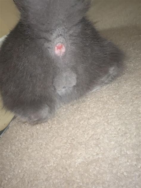 Hello my cat has infilation on his butthole? : r/CATHELP