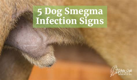 5 Dog Smegma Infection Symptoms Every Owner Must Recognize: Unveiling ...