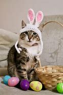 Image result for Cat as Easter Bunny