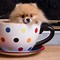 Image result for Adorable Teacup Animals
