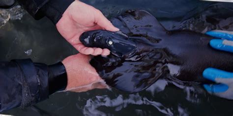 Image result for Alien Covenants Shark