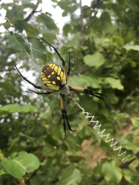 Poisonous Spiders
