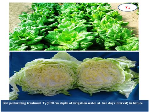 Dr YS Parmar University of Horticulture & Forestry