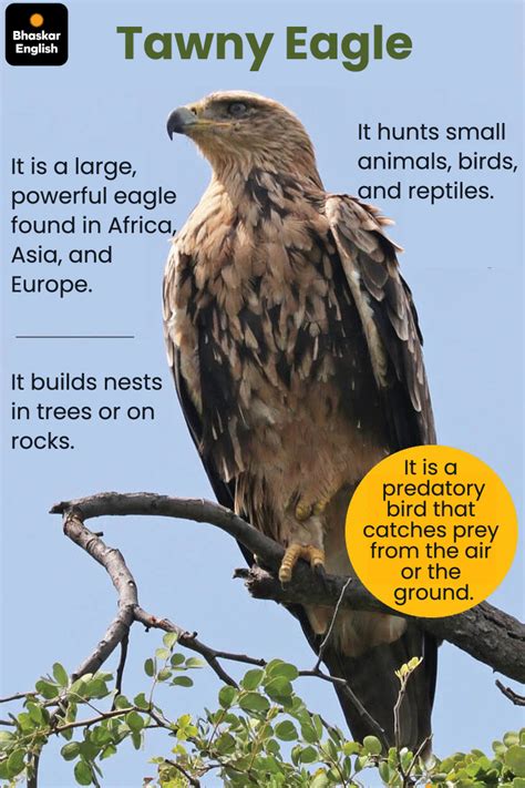 First scientific exploration of eagles & hawks in Jaisalmer: 6 species ...