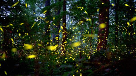 Great Smoky Mountains spectacle: Synchronous fireflies left us speechless