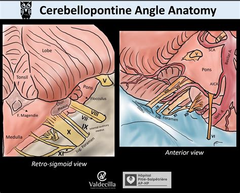 Cerebellopontine Angle Anatomy Ppt