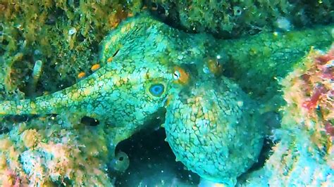 California Two Spot Octopus Encounters — OceanEarthGreen