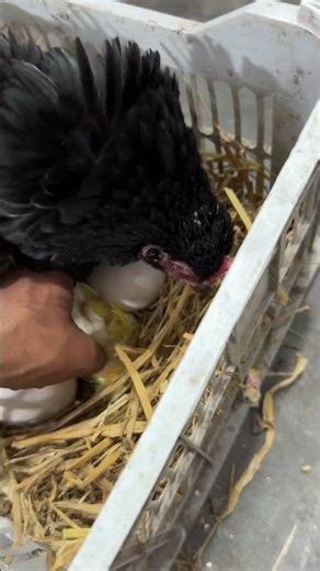 A Hen Raised a Goose? Incredible Hatch Day!