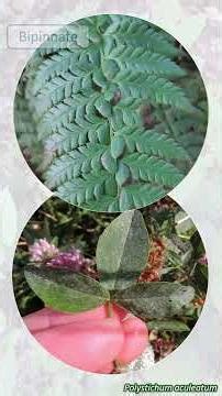 Leaf form - plant identification