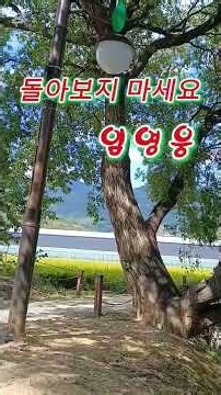 돌아보지 마세요 **#임영웅 #추억의노래 #트로트#위양지 #밀양여행 #밀양위양지 #완재정 #용호정 #가산저수지