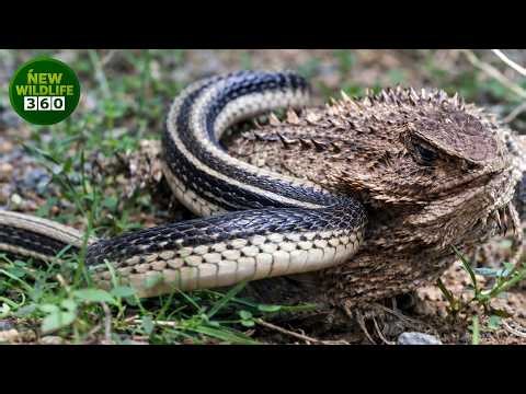When Venomous Snakes Choose the Wrong Enemy Brutal Endings Caught on Camer | animal attacks