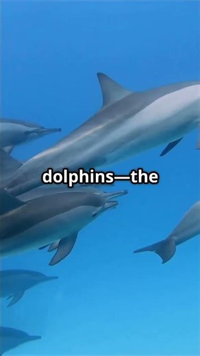 Sloths vs Dolphins Will Blow Your Mind: SHOCKING!!! #tiktok