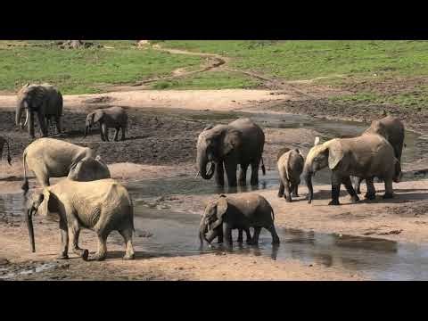 Forest Elephants and Western Lowland Gorilla of the Congo Basin - the green Heart of Central Afrika