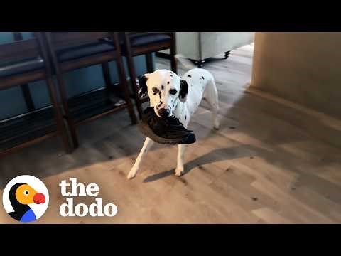 Guy Makes His Childhood Wish Come True And Brings Home A Dalmatian | The Dodo
