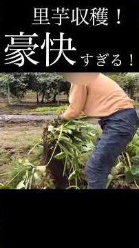 里芋いよいよ収穫！土の中から掘り起こす！
