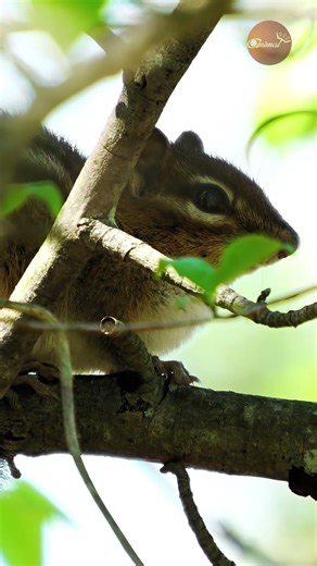 He thinks he’s invisible... should I tell him? 😂🐿️🍃