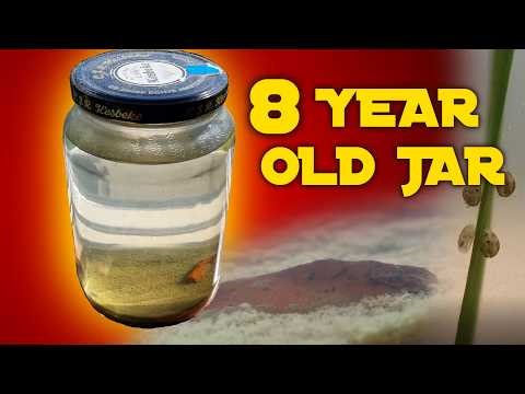 Planted Ecosphere - 8 Year Update - Evolution?