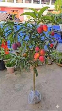 #Maidul'sgardeningtechniquse ##Gardening #Garden #Agriculture #Grafting