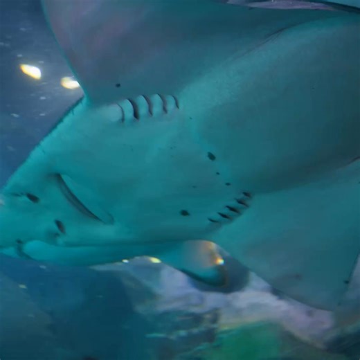 Get closer than ever before with interactive, hands-on experiences, unique animal encounters, and exciting events at Ripley's Aquarium of the Smokies! | Ripley's Aquarium of the Smokies