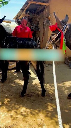 Funniest Donkey Ever Donkey Training the fun way 304