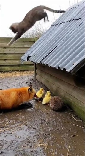 😱 EPIC SAVIOR! Cat Leaps from Roof to Fight Off Fox! 🐱🔥