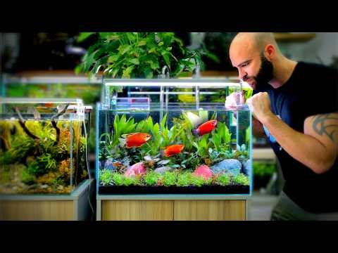 I built the Perfect Calm Aquarium for Tetras & Gourami Fish