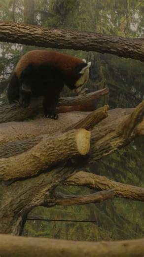 Red Panda Zoomies at the Kansas City Zoo & Aquarium 🐼💨
