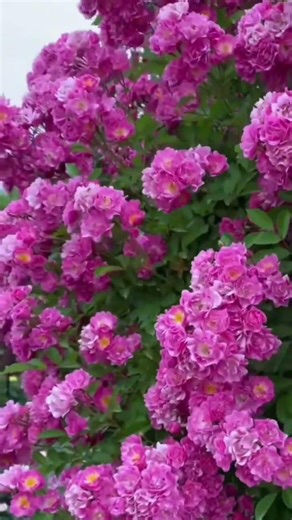 Amazing pink flower shorts video #rosecaring #flowers #nature #rose #roseflower #love
