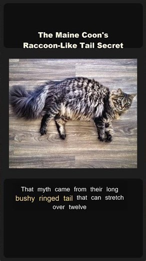 The Maine Coon's Raccoon-Like Tail Secret #Shorts