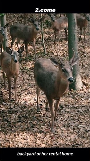 The Stag Knows Before We Do | Leave the World Behind 2023 – The Herd's Warning 🦌🌲😨