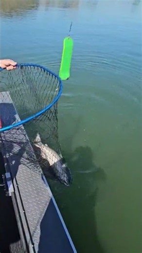 The Suspense Is Real! Massive King Salmon Cruising Boat-Side on the Sac River