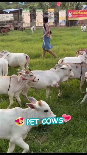 The Cutest little Cow You’ve Ever Seen! 🍼🐮 #viral #cow #reels #funny #yt #farming #