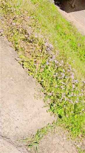 New dogri song Maiya sung by Ashok kumar hans #dance #shortsfeed #yt #ashortaday #viral