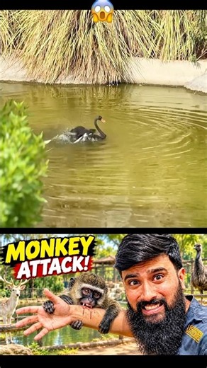 Exploring the Zoo 🦁🐒 | Amazing Animals & Wildlife Adventure! #Shorts