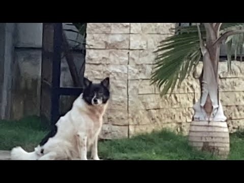 Three Dogs, Observed 