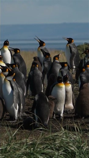 Fluffy baby king penguins in Tierra del Fuego 🇨🇱 #shorts