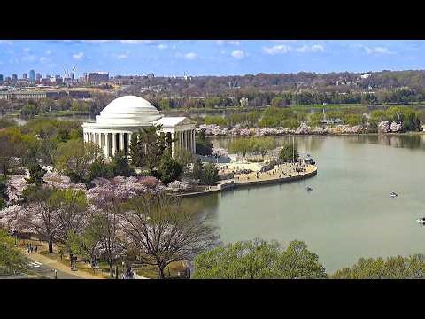 EarthCam Live: Washington D.C. Cherry Blossoms