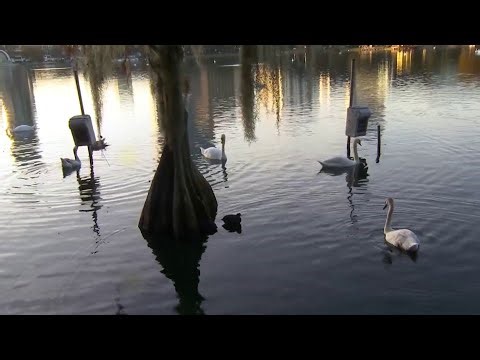 Orlando officials confirm avian flu responsible for 19 swan deaths at Lake Eola Park