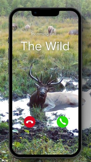 The Wild Is Calling… And It’s Not Whispering #browningtrailcamera